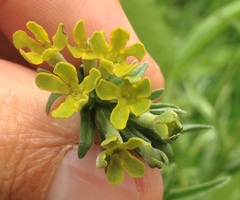 Lithospermum strictum