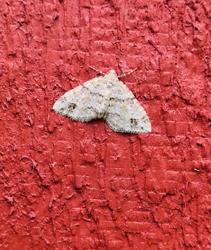 Twin-spot Carpet