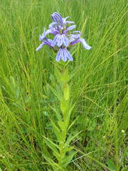 Lobelia sessilifolia