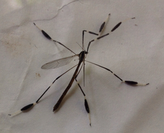 Bittacomorpha clavipes