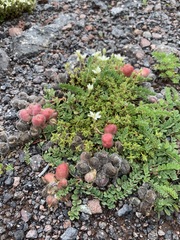 Astragalus oreades