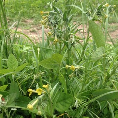 Lithospermum strictum