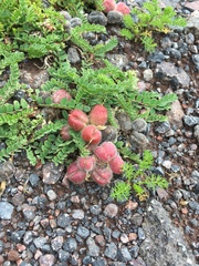 Astragalus oreades