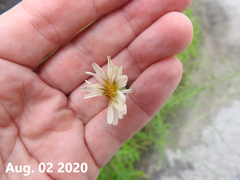 Lactuca indica