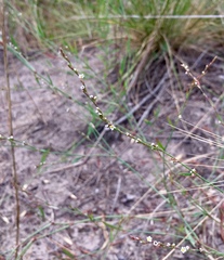 Polygonum arenarium