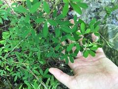 Crotalaria lotifolia