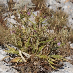 Ptilostemon casabonae