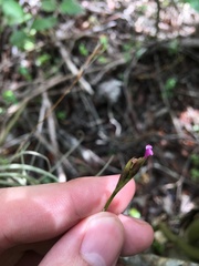Tillandsia recurvata
