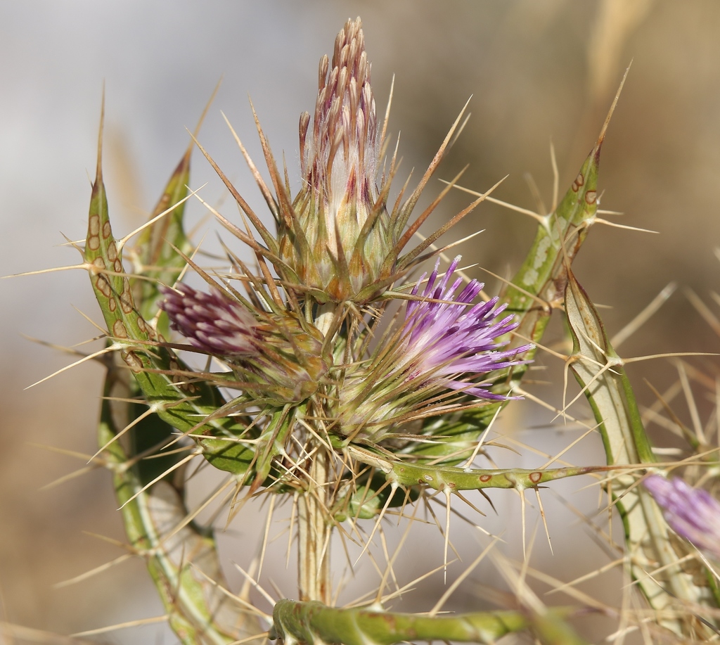 Sardinian Ivory Thistle