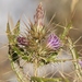 Sardinian Ivory Thistle - Photo (c) Luca Boscain, some rights reserved (CC BY-NC), uploaded by Luca Boscain
