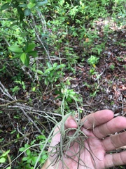 Tillandsia recurvata