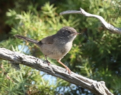 Curruca sarda