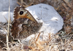 Hipparchia aristaeus