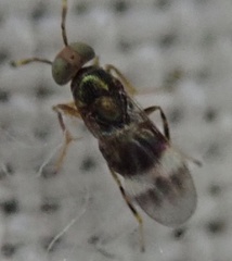 Encyrtidae
