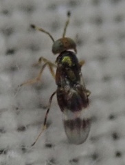 Encyrtidae