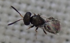 Chalcidoidea