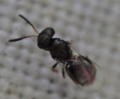 Chalcidoidea