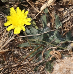 Hypochaeris cretensis