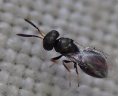 Chalcidoidea