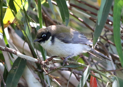 Melithreptus affinis