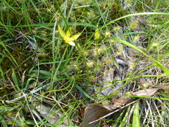 Pauridia vaginata