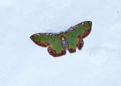 Eucyclodes buprestaria