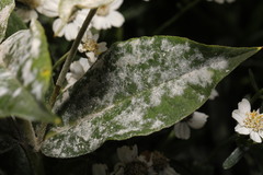 Golovinomyces magnicellulatus