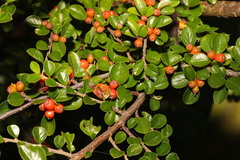 Cotoneaster hjelmqvistii