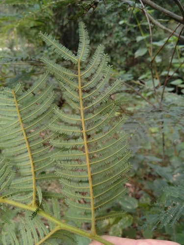 Image of Acacia oshanesii by (c) Tony van Kampen, some rights reserved (CC BY)