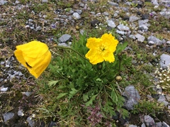 Papaver croceum