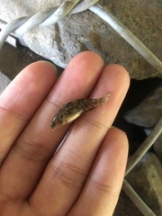 Redigobius macrostoma