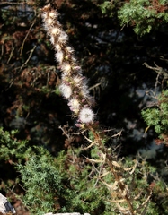 Ptilostemon casabonae