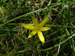 Pauridia vaginata