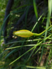 Pauridia vaginata