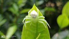 Massuria