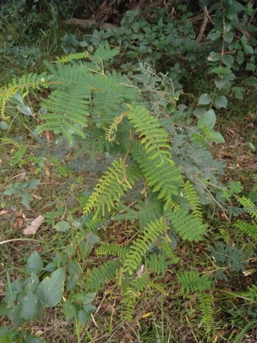 Image of Acacia oshanesii by (c) Tony van Kampen, some rights reserved (CC BY)