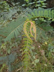Acacia oshanesii