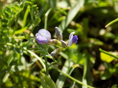 Oxytropis glabra