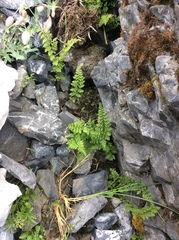 Cystopteris alpina