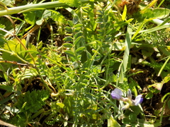 Oxytropis glabra