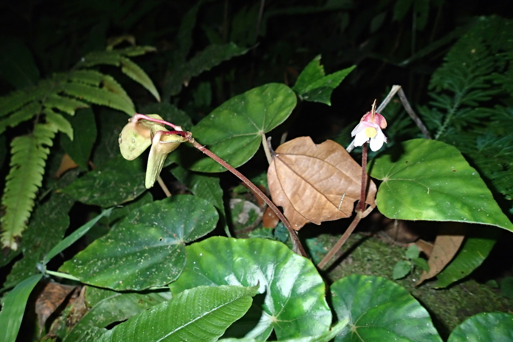 Begonia siamensis