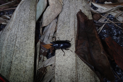 Neolucanus brevis