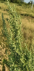Artemisia abrotanum