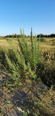Artemisia abrotanum