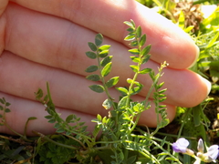 Oxytropis glabra