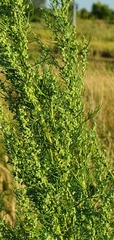 Artemisia abrotanum