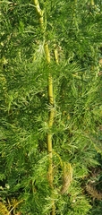 Artemisia abrotanum