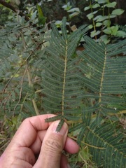 Acacia oshanesii