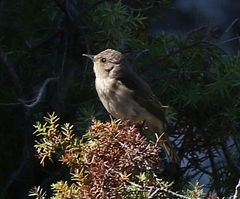 Muscicapa striata tyrrhenica