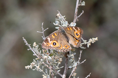 Junonia villida calybe